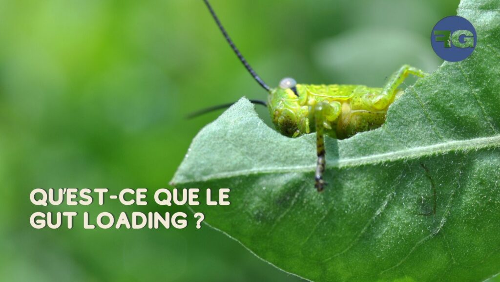 Le Gut-Loading : bien nourrir ses insectes pour bien nourrir son reptile