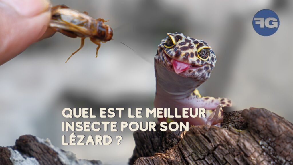 Quel insecte vivant donner à mon lézard ?