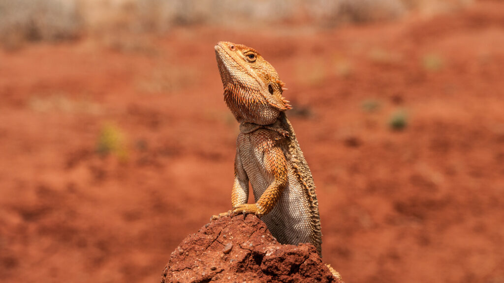 pogona-vitticeps-a-l-affut-sur-un-rocher