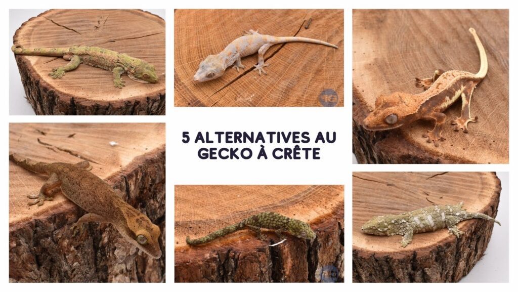 5 espèces de gecko qui se maintiennent comme le gecko à crête
