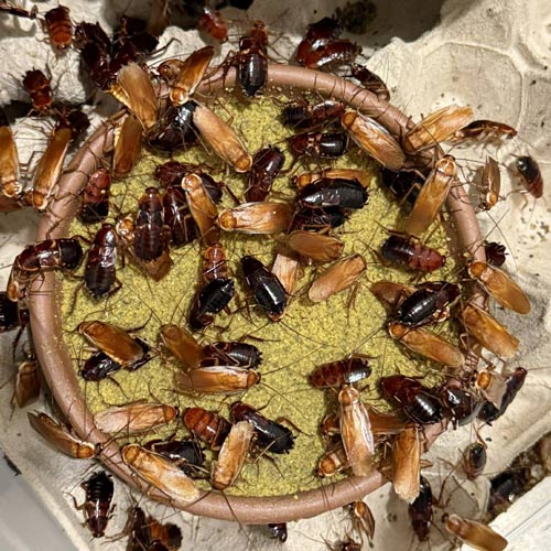 Blattes mangeant un aliment spécial avant leur distribution.