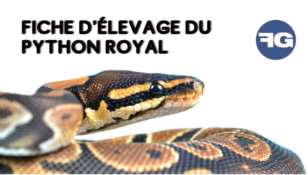 Fiche d’élevage du python royal