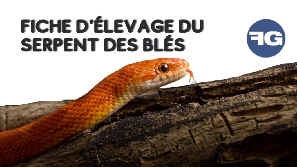 Fiche d’Ă©levage : comment maintenir un serpent des blĂ©s ?