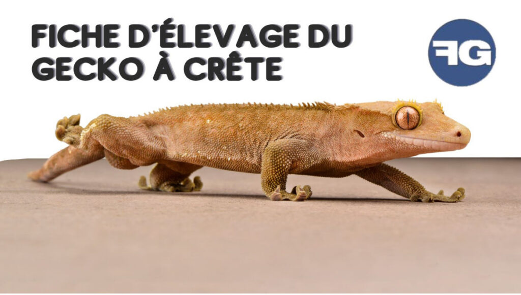 Guide d’élevage : le gecko à crête