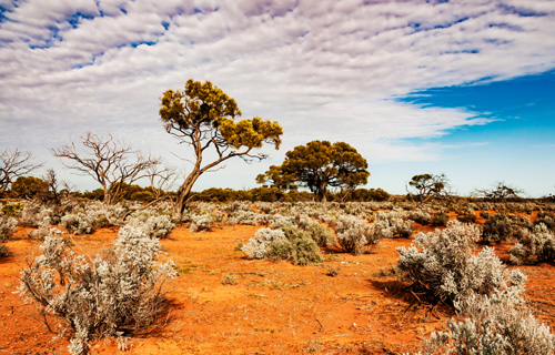 bush-australien