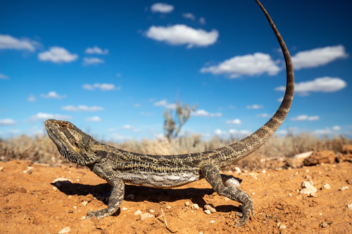 pogona-vitticeps-dans-son-milieu-naturel