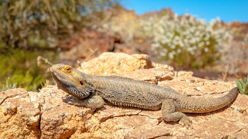 pogona-vitticeps-sur-un-rocher