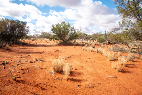 prairie-aride-australienne