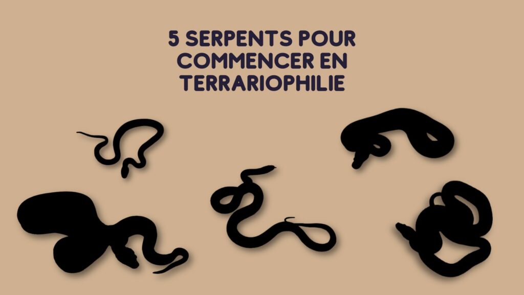 Quel premier serpent choisir en tant que débutant ?