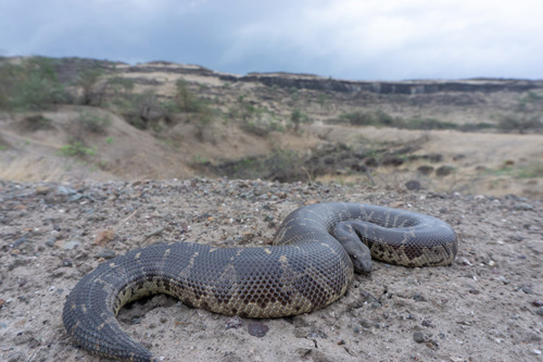 Eryx conicus dans la nature dans une zone ouverte aride.